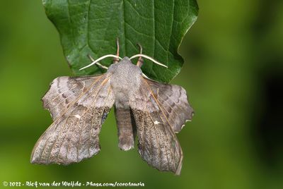 Poplar Hawk MothLaothoe populi populi
