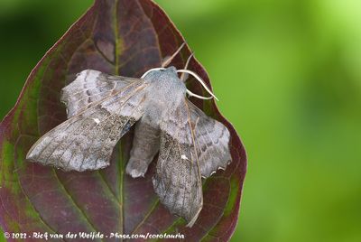 Poplar Hawk MothLaothoe populi populi