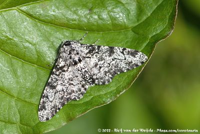 Peppered MothBiston betularia betularia