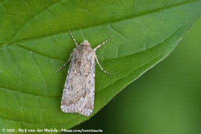 Sand DartAgrotis ripae