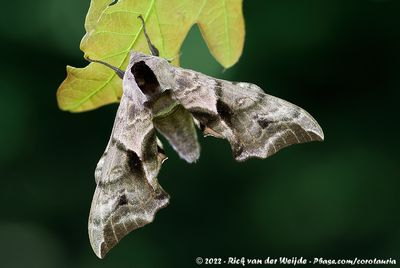 Eyed Hawk MothSmerinthus ocellatus