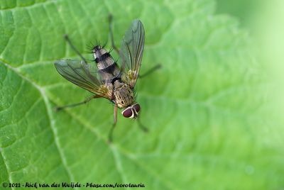 (Tachinid Fly)Dexiosoma caninum