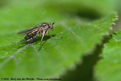 (Long-Legged Fly)Dolichopus claviger