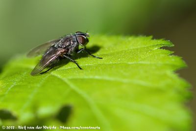 Cluster FlyPollenia spec.