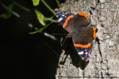 Red AdmiralVanessa atalanta atalanta