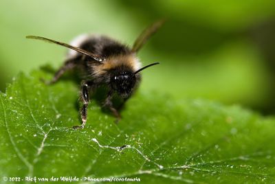 Forest Cuckoo BumblebeeBombus sylvestris