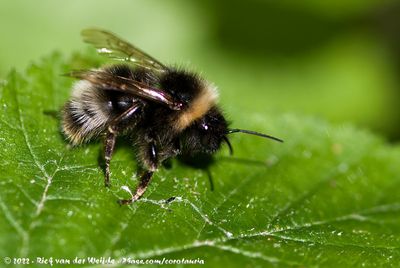 Forest Cuckoo BumblebeeBombus sylvestris