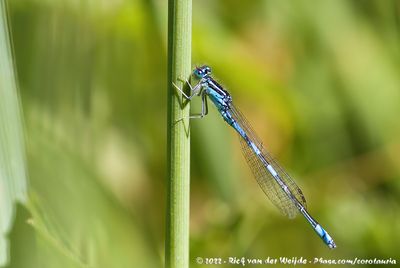 Dainty DamselflyCoenagrion scitulum
