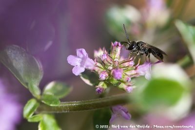 Sweat Bee spec.Lasioglossum (Lasioglossum) spec.