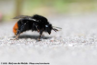 Red-Tailed BumblebeeBombus lapidarius lapidarius