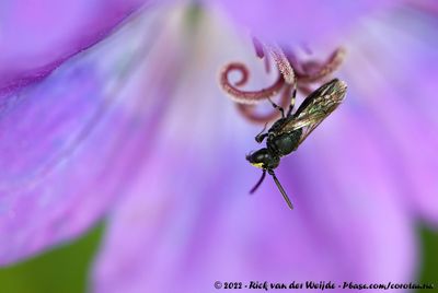 Common Yellow-Face BeeHylaeus communis