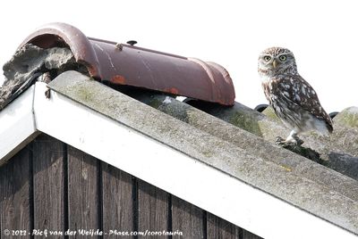 Little OwlAthene noctua vidalii