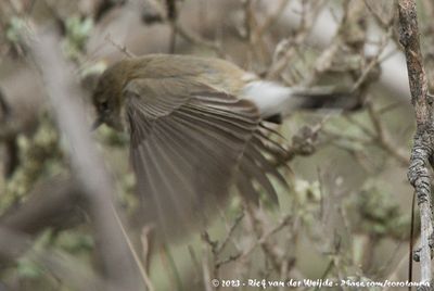 Western GerygoneGerygone fusca fusca