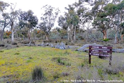 Eucalyptus Forest