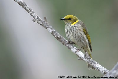Yellow-Plumed HoneyeaterPtilotula ornata