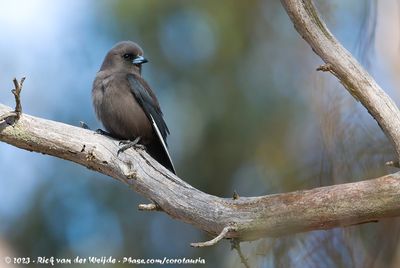 Dusky WoodswallowArtamus cyanopterus perthi