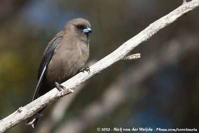 Dusky WoodswallowArtamus cyanopterus perthi