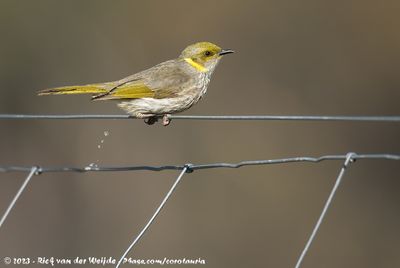 Yellow-Plumed HoneyeaterPtilotula ornata