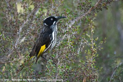New Holland HoneyeaterPhylidonyris novaehollandiae longirostris