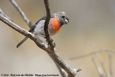 Scarlet RobinPetroica boodang campbelli