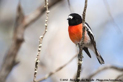 Scarlet RobinPetroica boodang campbelli