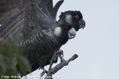 Baudin's Black CockatooZandia baudinii