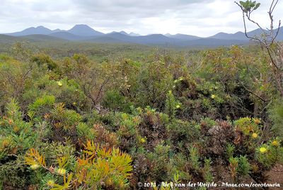 Typical flora of the Stirling Range