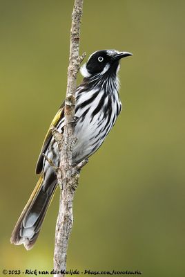 New Holland HoneyeaterPhylidonyris novaehollandiae longirostris