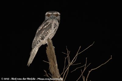 Tawny FrogmouthPodargus strigoides brachypterus