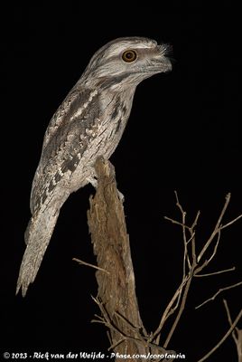 Tawny FrogmouthPodargus strigoides brachypterus