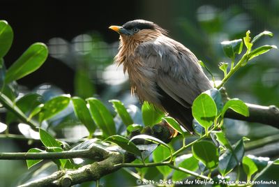Brahminy StarlingSturnia pagodarum