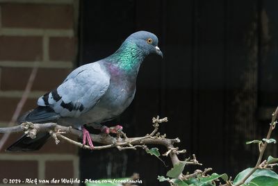 Rock DoveColumba livia ssp.
