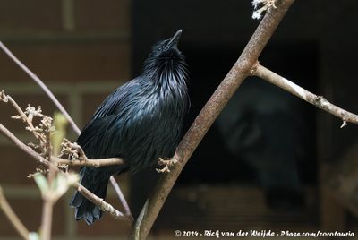 Spotless StarlingSturnus unicolor