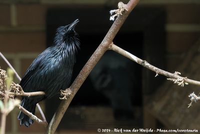 Spotless StarlingSturnus unicolor