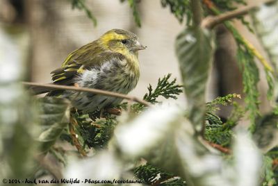 Eurasian SiskinSpinus spinus