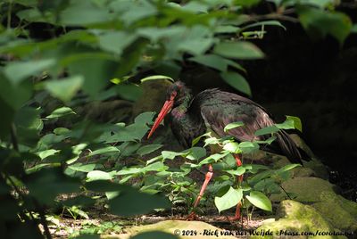 Black StorkCiconia nigra