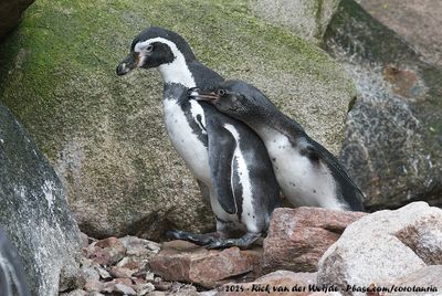 Humboldt PenguinSpheniscus humboldti