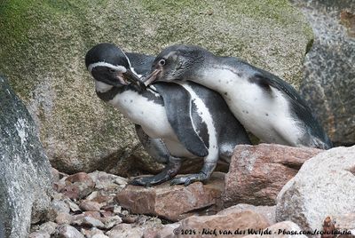 Humboldt PenguinSpheniscus humboldti