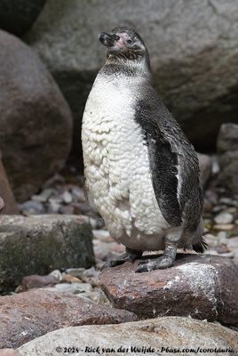 Humboldt PenguinSpheniscus humboldti