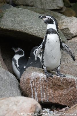 Humboldt PenguinSpheniscus humboldti