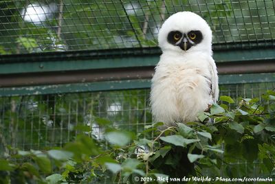 Spectacled OwlPulsatrix perspicillata ssp.