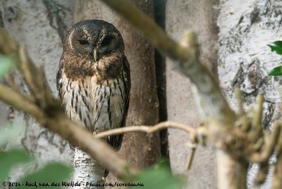Mottled OwlStrix virgata ssp.