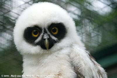 Spectacled OwlPulsatrix perspicillata ssp.