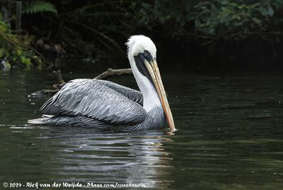 Peruvian PelicanPelecanus thagus