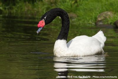 Black-Necked SwanCygnus melancorhyphus