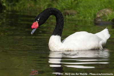 Black-Necked SwanCygnus melancorhyphus