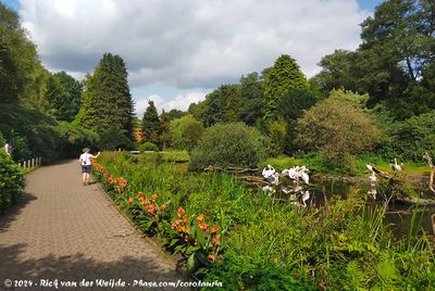 Great White Pelican exhibit