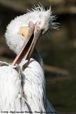 Dalmatian PelicanPelecanus crispus