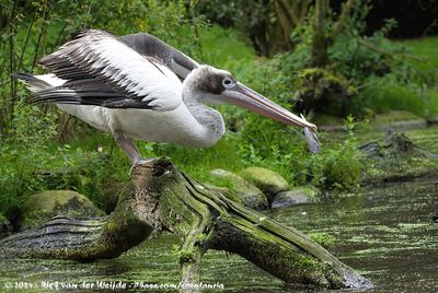 Australian PelicanPelecanus conspicillatus
