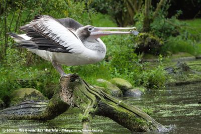 Australian PelicanPelecanus conspicillatus